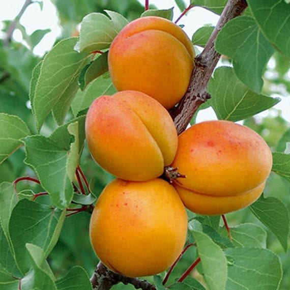 Apricot Chinese (Mormon) Eagle Rock Nursery