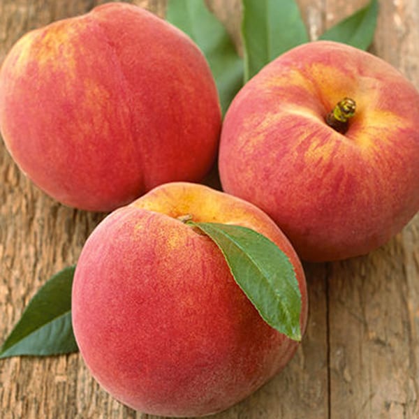 Nectarines  Idaho Preferred