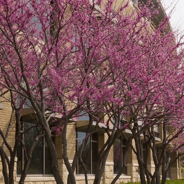 Redbud Heart's Desire Eagle Rock Nursery